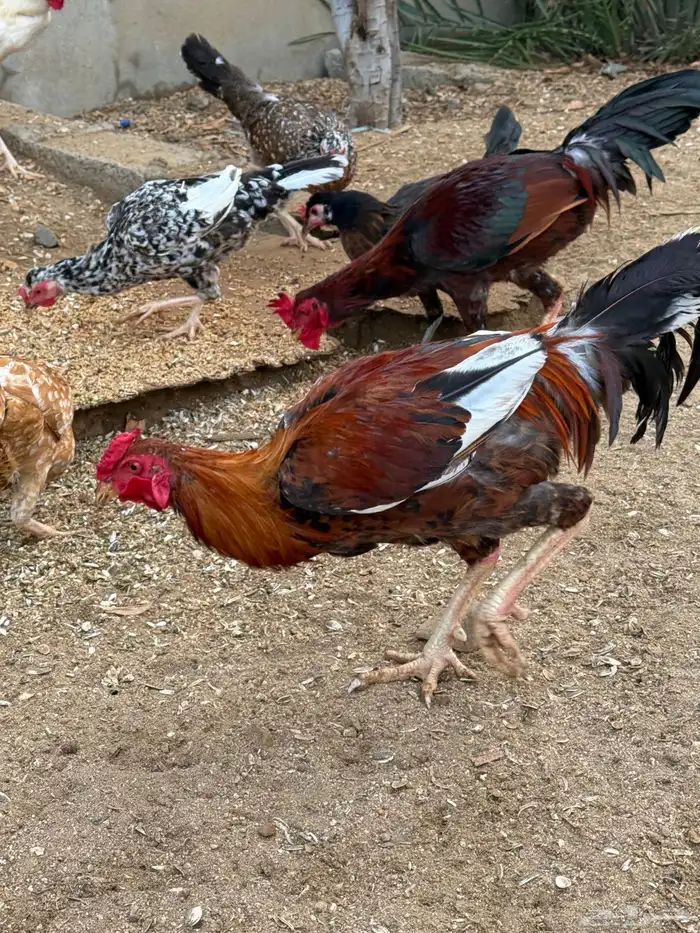 ديك للبيع 0