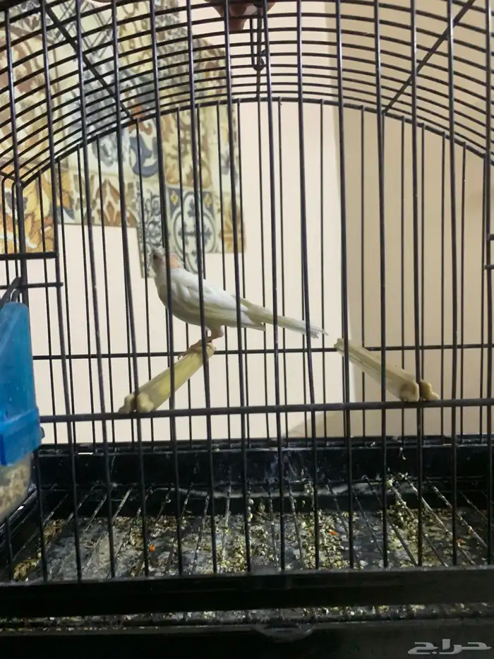 كناري تغريد تم البيع 4