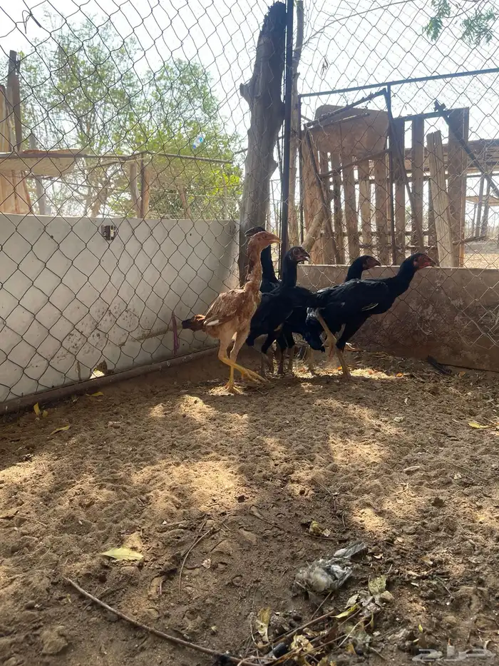 فروخ سندية 9