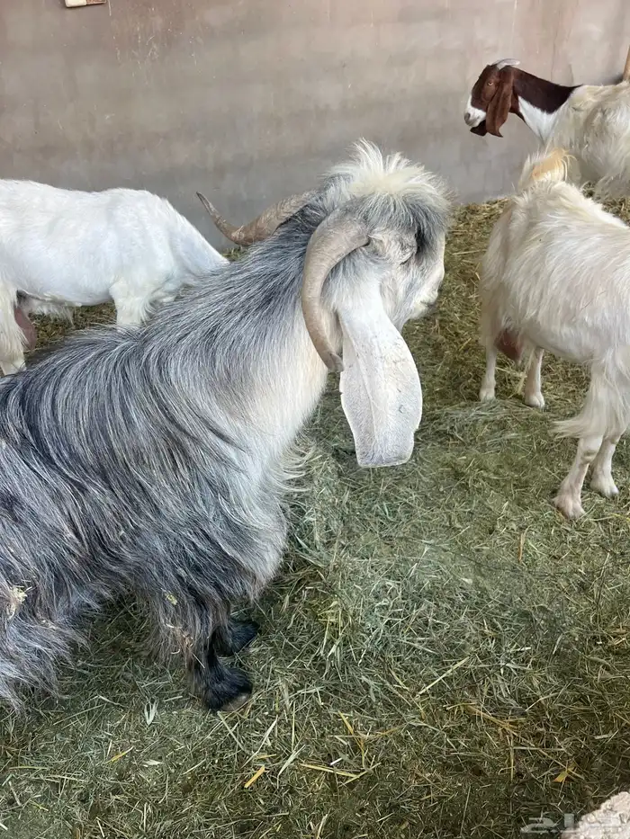 تيس رباع 1