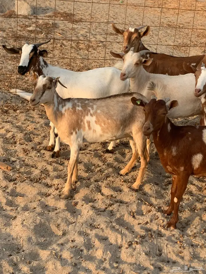 للبيع معزا جنوبيه جفار 9