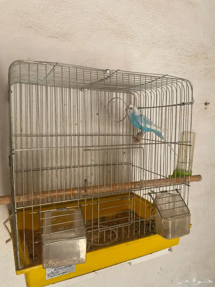 ذكر بادجي لبيع هو وشبك 0