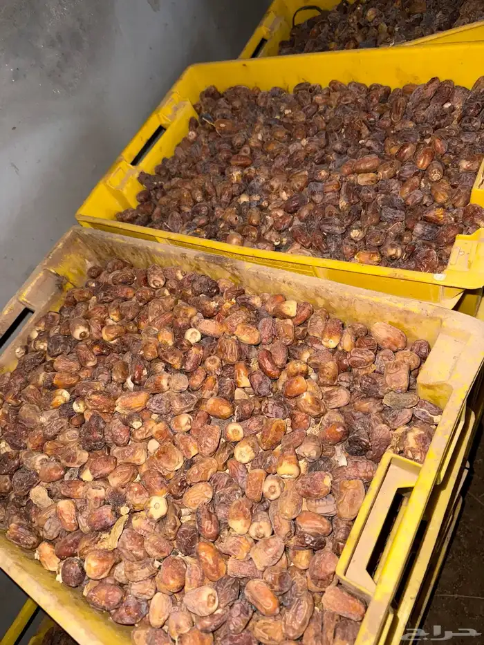 تمر علف نظيف 2