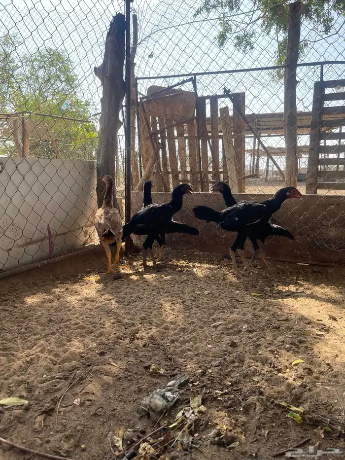 فروخ سندية 2