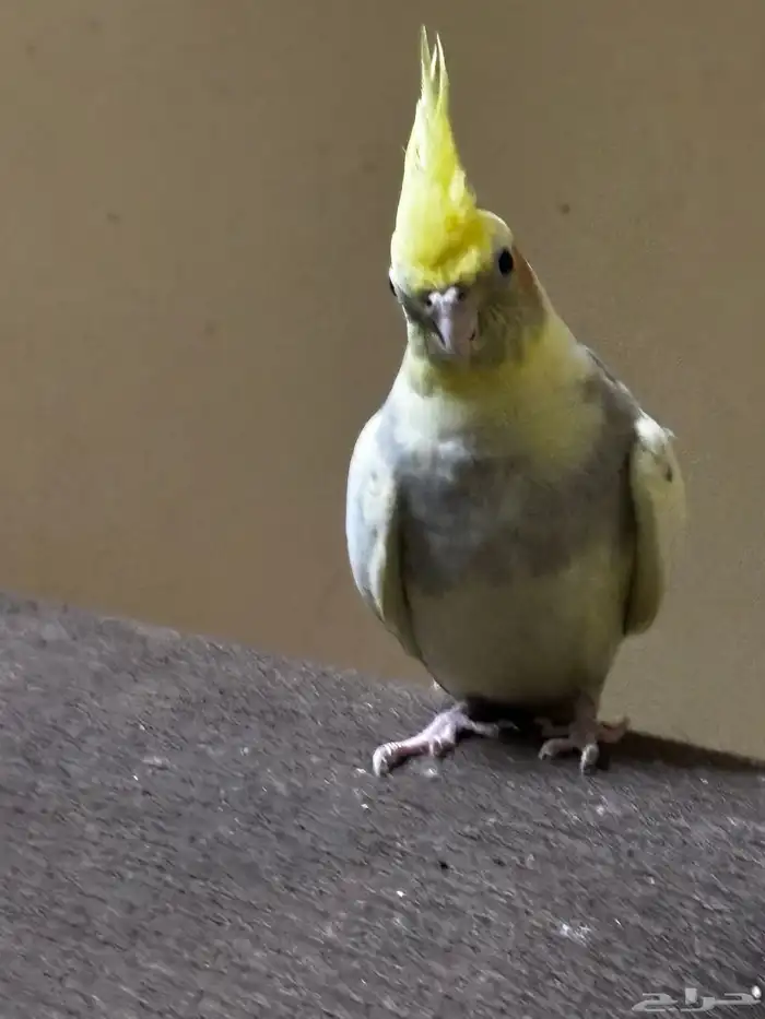 كروان عمره سنتين مع قفصه 2