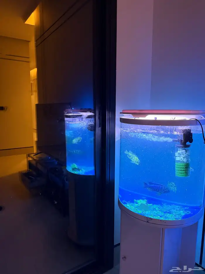 حوض اسماك طاولة كنب غرفة نوم فرشة ارضية 7