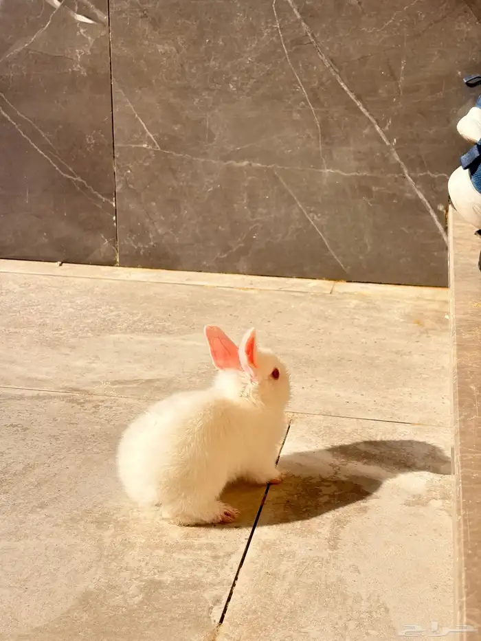 ارانب صغار 7