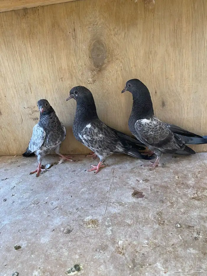 للبيع جوز باكستاني بعيالة 6