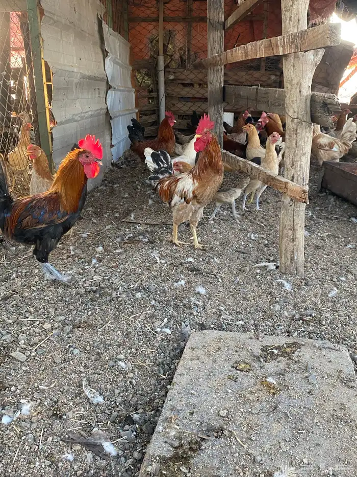 دجاج بلدي 6