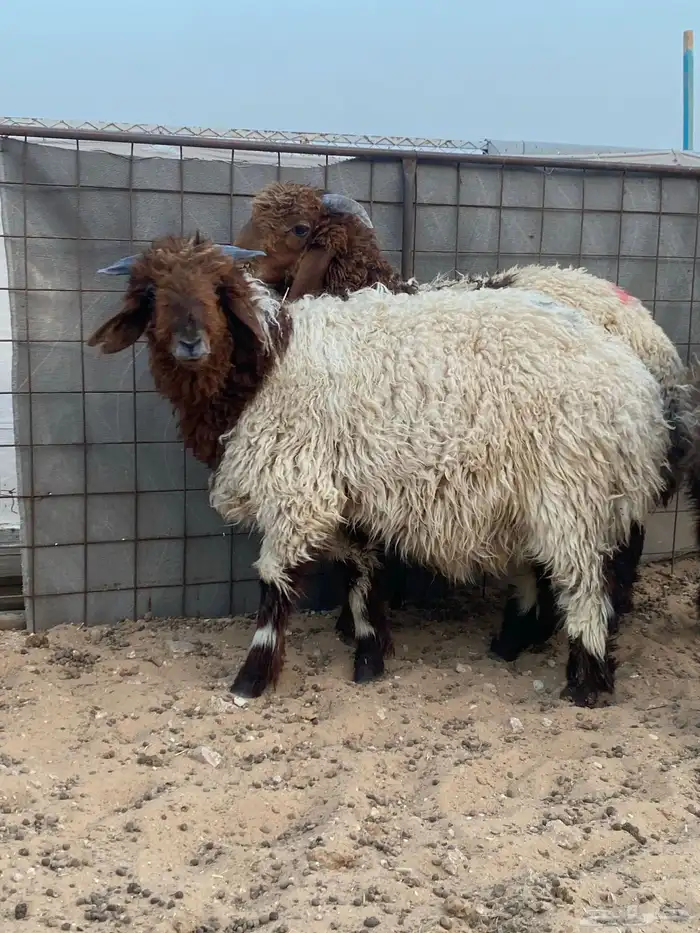 متوفر ذبايح نعيم ( تابي تمارا ) 3