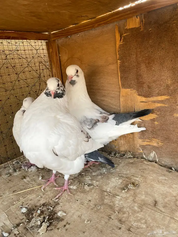 حمام كنق 2
