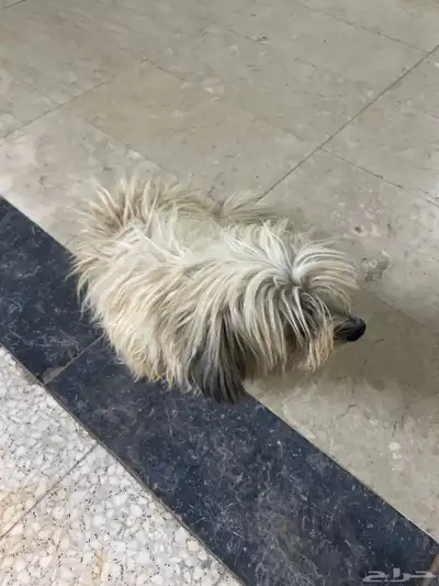 كلب للبيع index