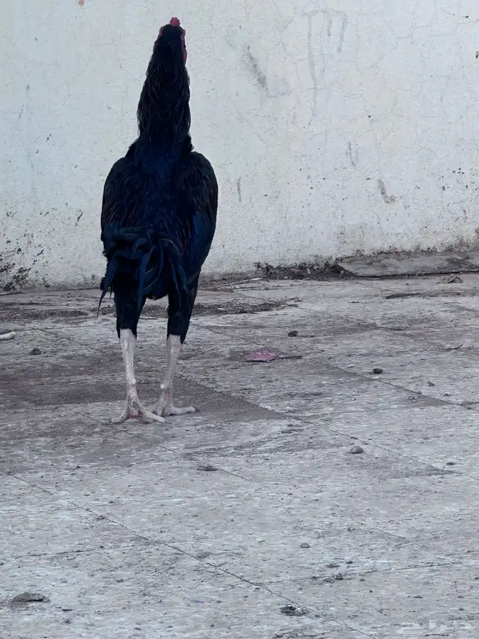 ديك باكستانى 2