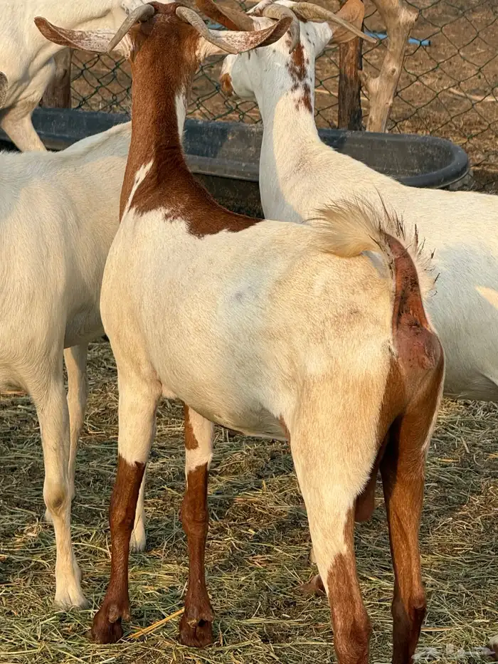ماعز 0