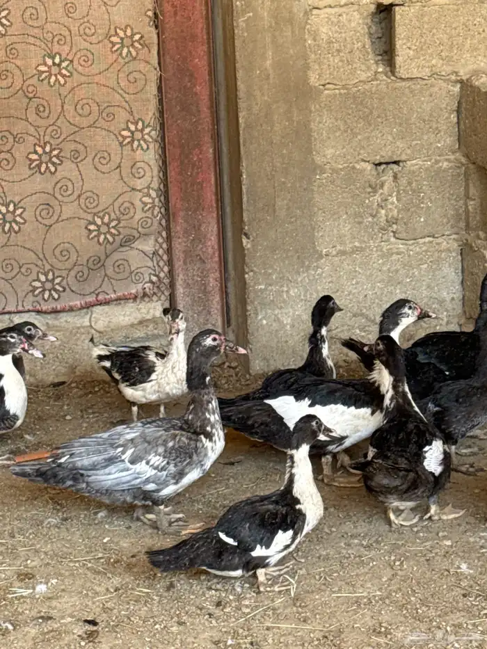 بط مصري اعمار 4 شهور 1