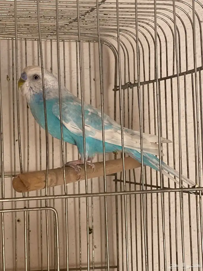 ذكر بادجي لبيع هو وشبك 1