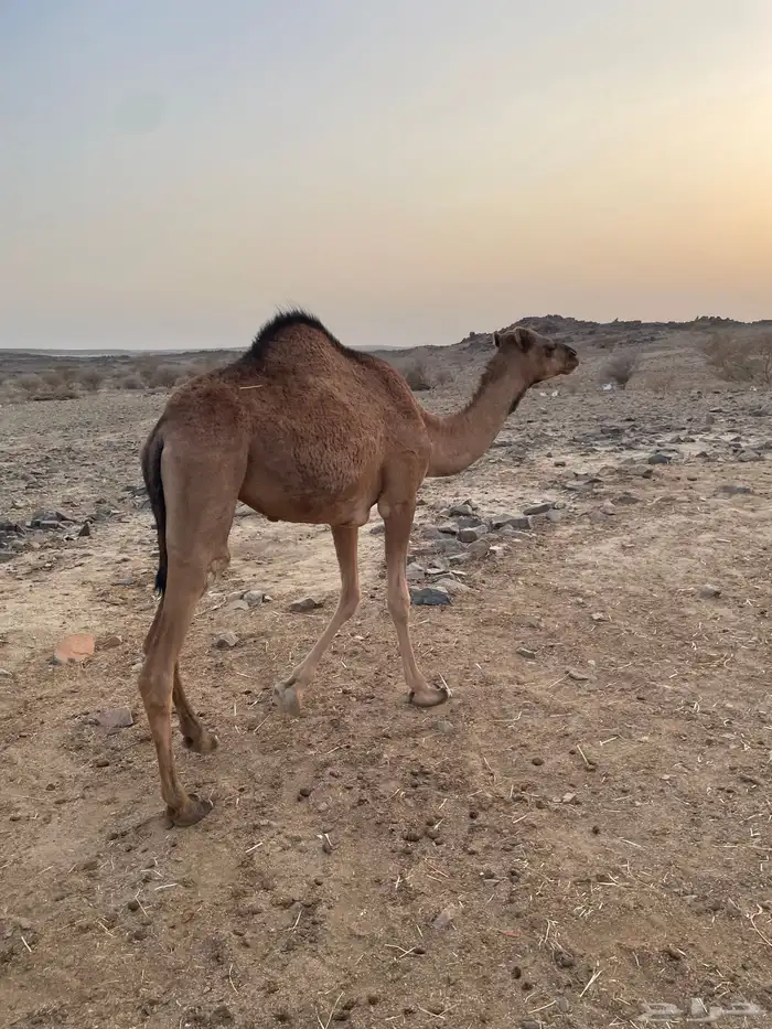 بكره للبيع 3