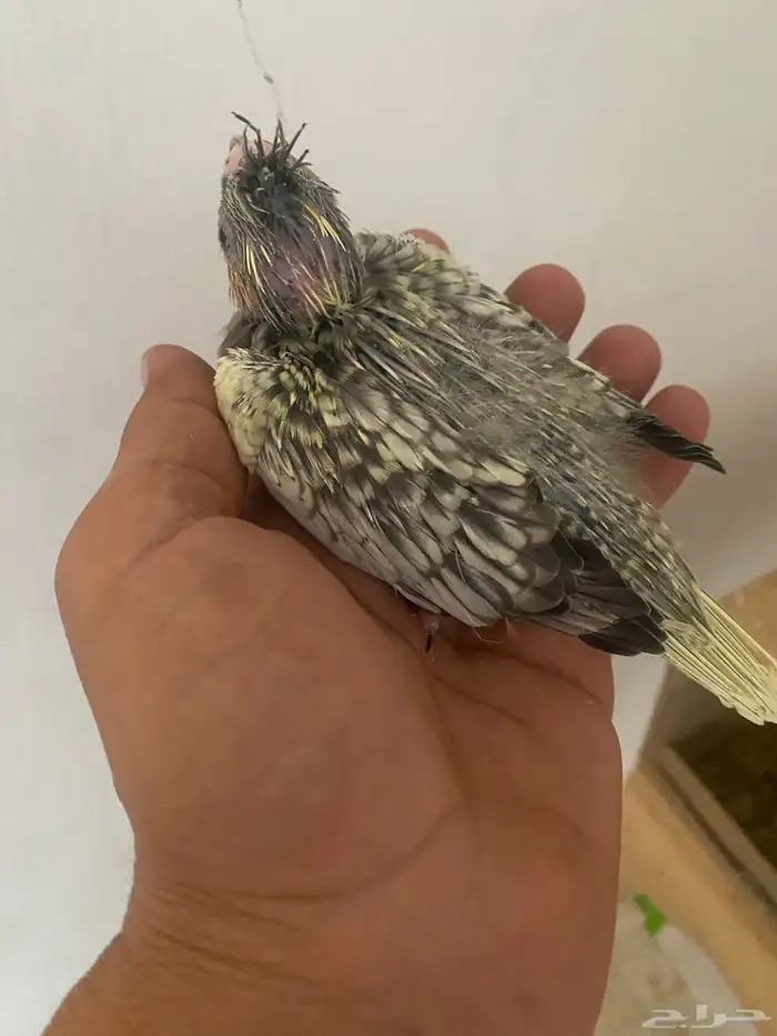 فرخين كروان 9