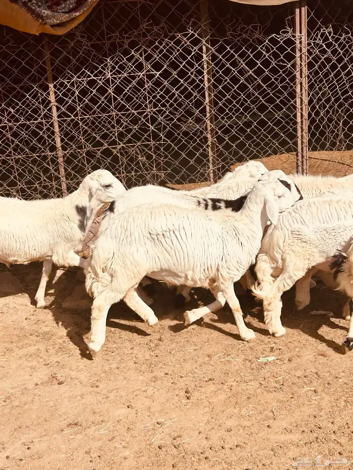 طليان 3