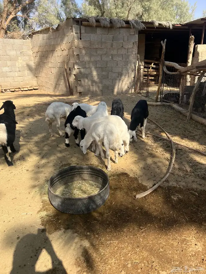 بهم نجد وحري ونعيم 3