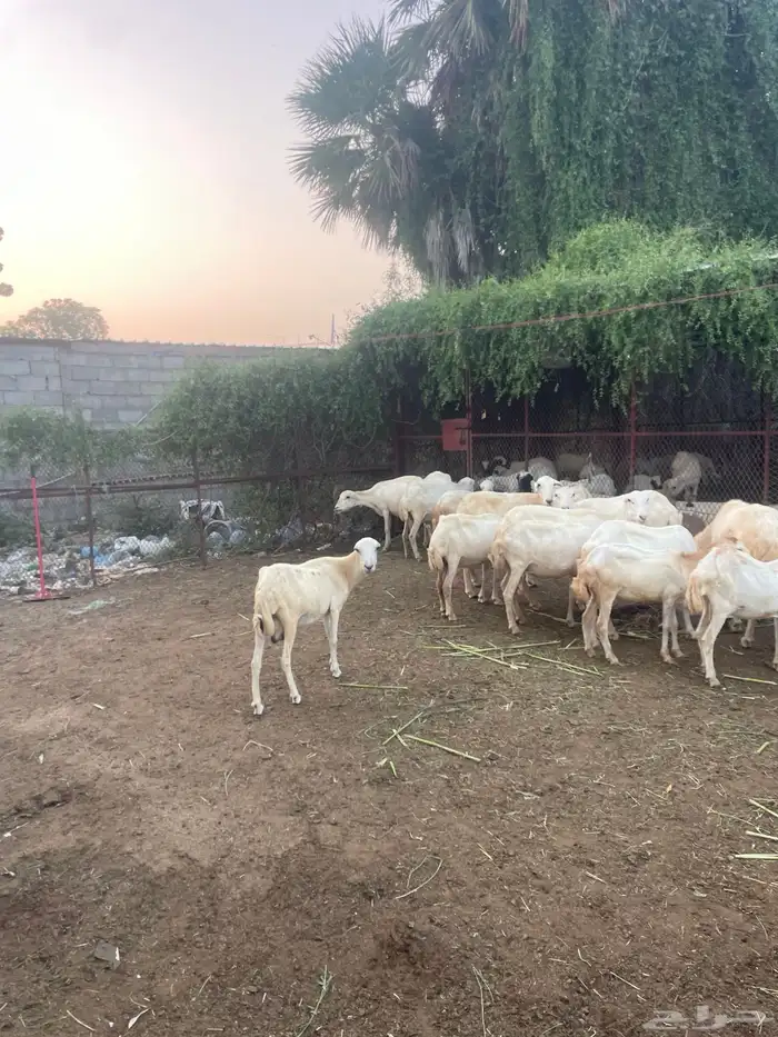 ضان مناتيج وقرايب 2