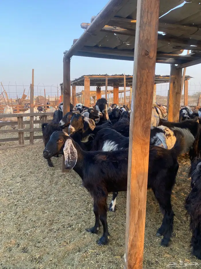 للبيع معزا عوارض مضاريع ودفيع بالفحل 26