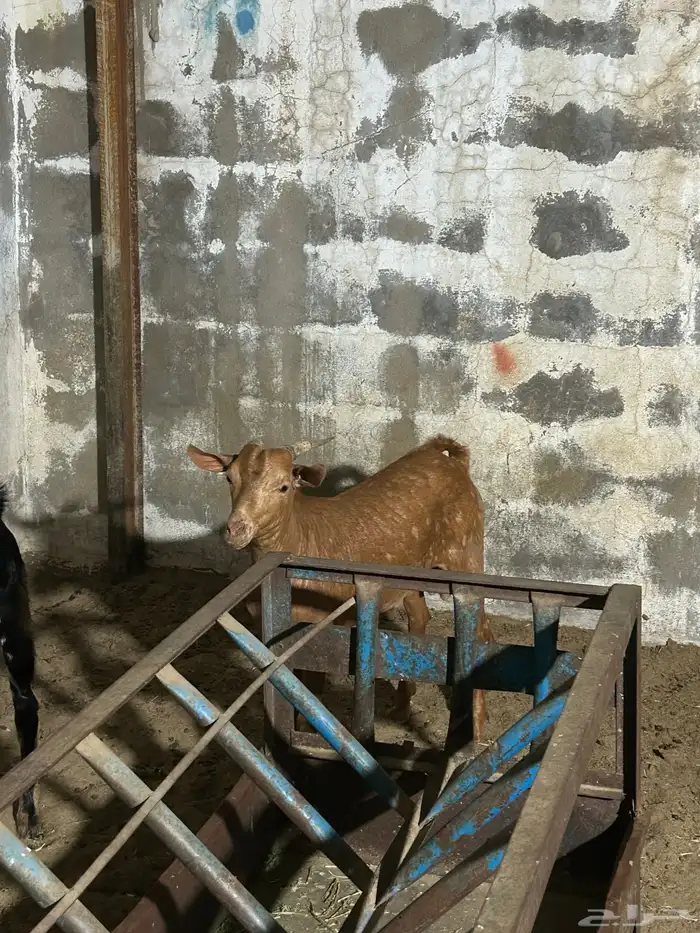تيوس ذبايح بلددي 1