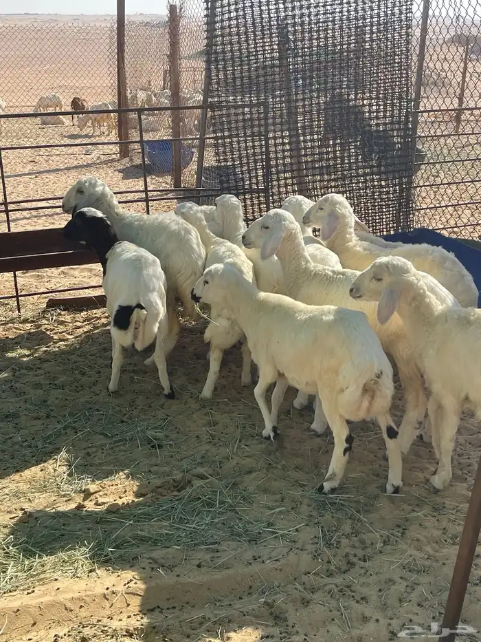 بهم رخال ذبايح مقنوي 4