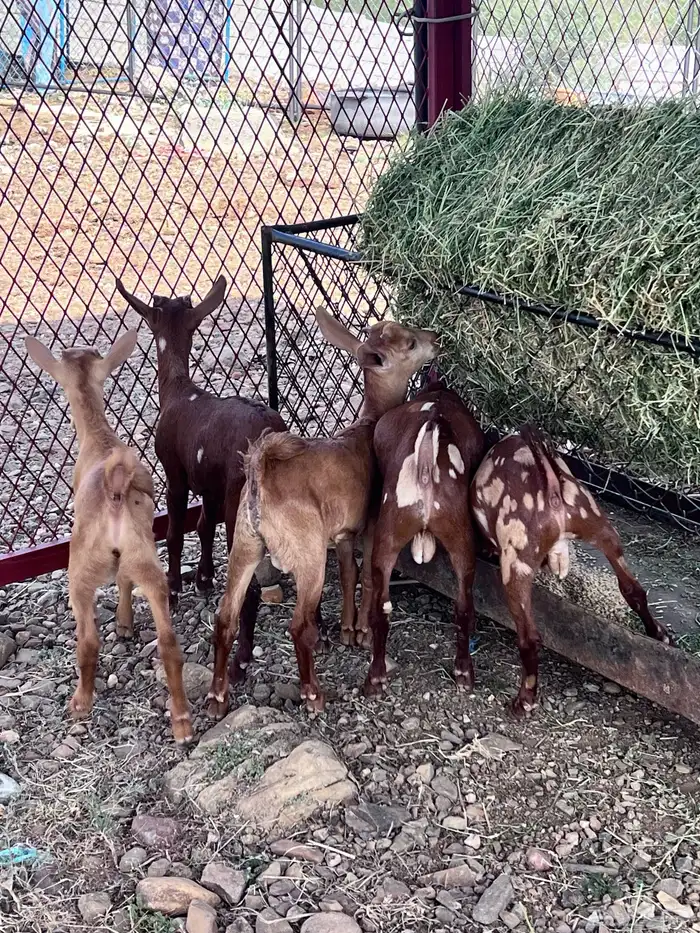 تيوس العمر شهر ونص العدد 5 0