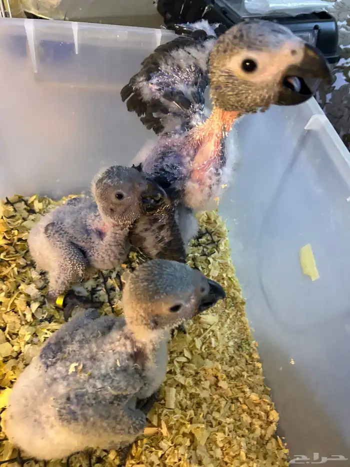 فروخ كاسكو غر تم البيع 2