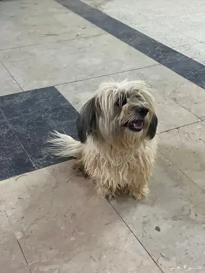 كلب للبيع index