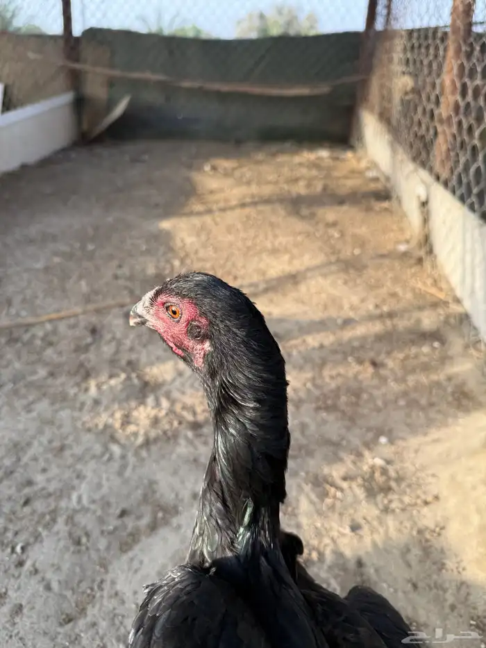 دجاج سندي اناثي 0