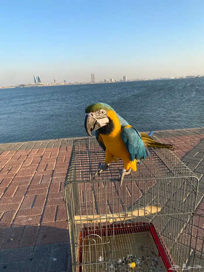 ببغاء مكاو 6