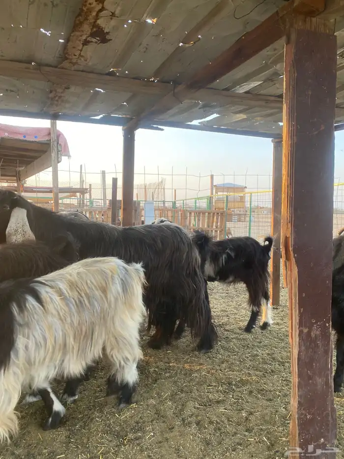 للبيع معزا عوارض مضاريع ودفيع بالفحل 13