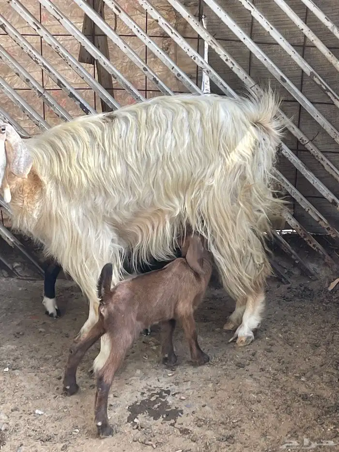 عنز معاها تيس وجفره اعمارهم 3 اسابيع 4