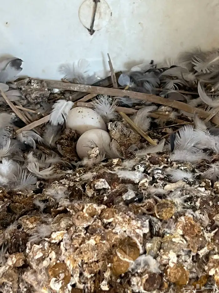 حمام مشكل لبيع 7