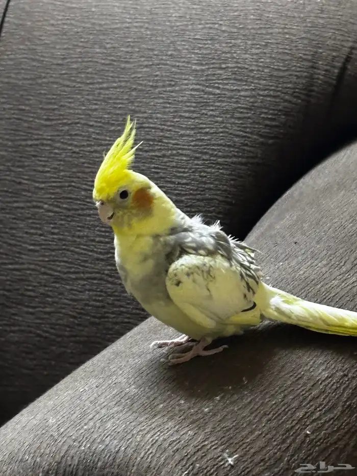 كروان عمره سنتين مع قفصه 1