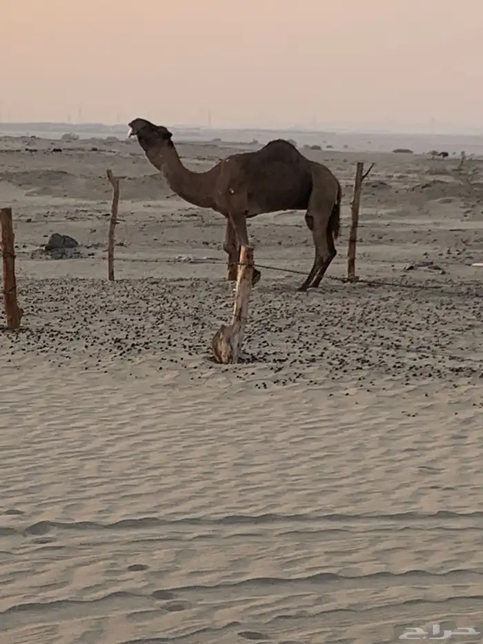 بعير للبيع 3