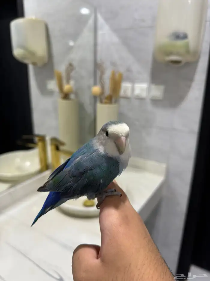 روز فايلوت اليف ماعنده عض 1