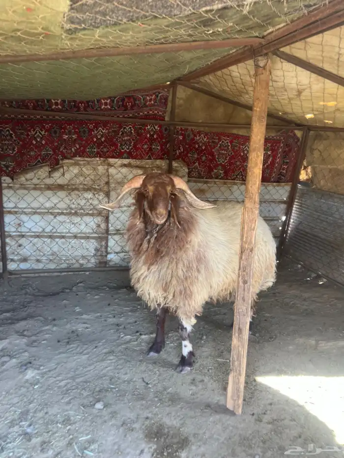 خروف نعيمي 2