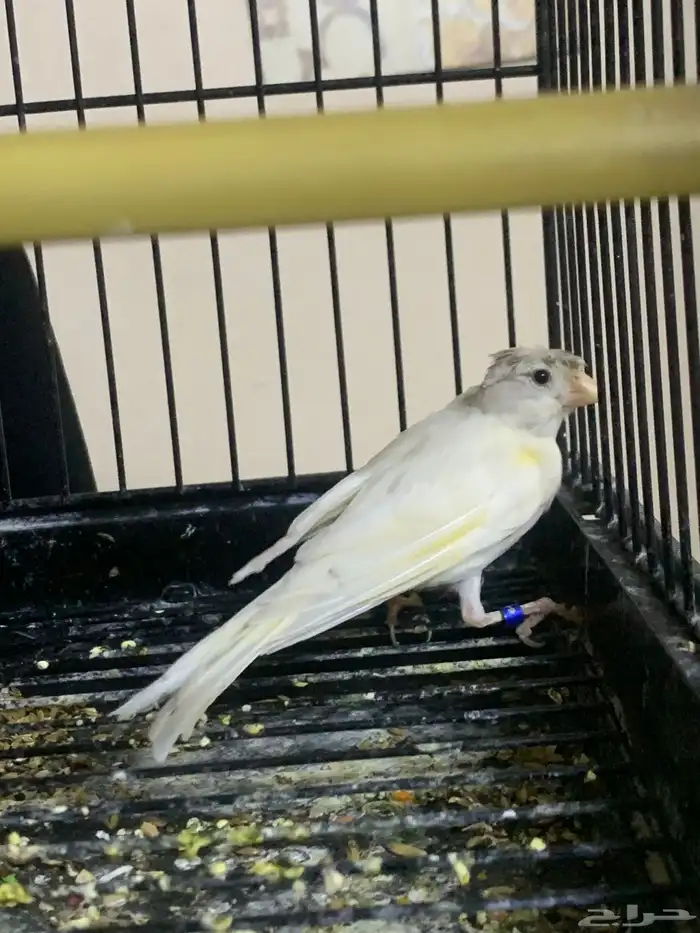 كناري تغريد تم البيع 1