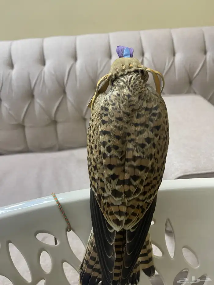 شبوط للبيع 1