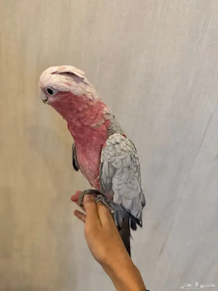 ببغاء جميل للبيع 1