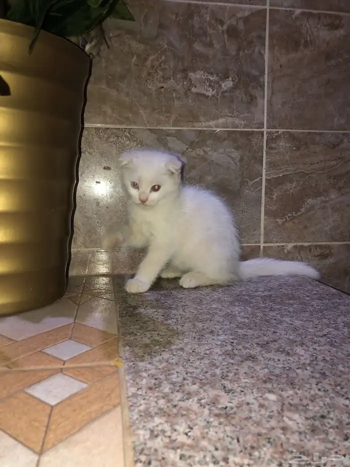 قطط سكوتش 0