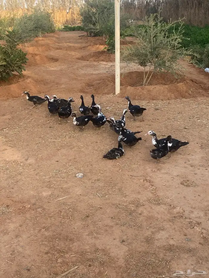 فروخ بط مصري 0