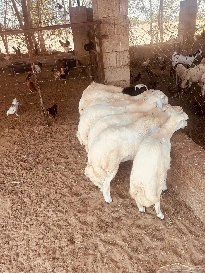 طليان 1