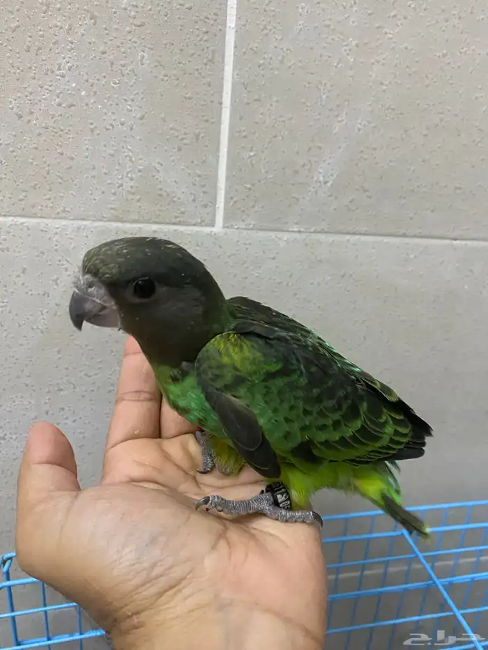 لعشاق النوادر فروخ ببغاء ماير 3