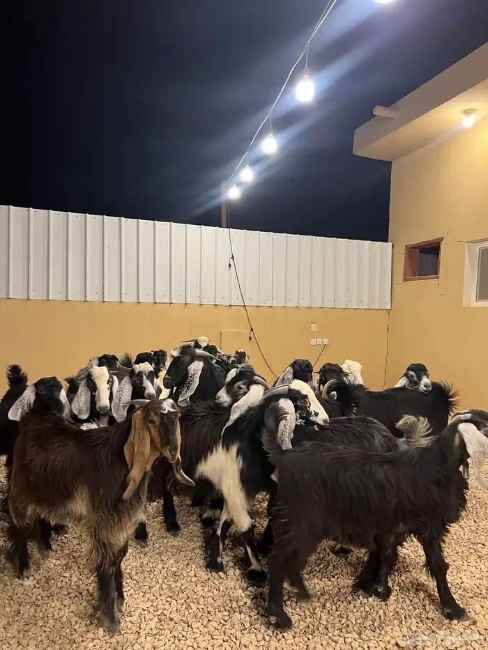 تيوس مخاصي 1