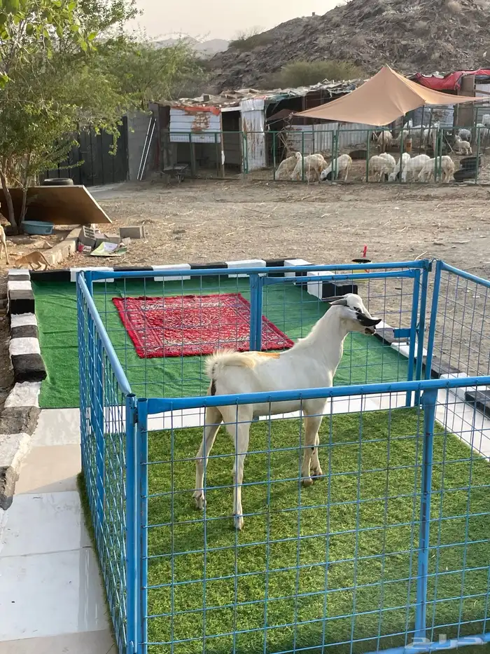 للبيع تيس بيشي 3