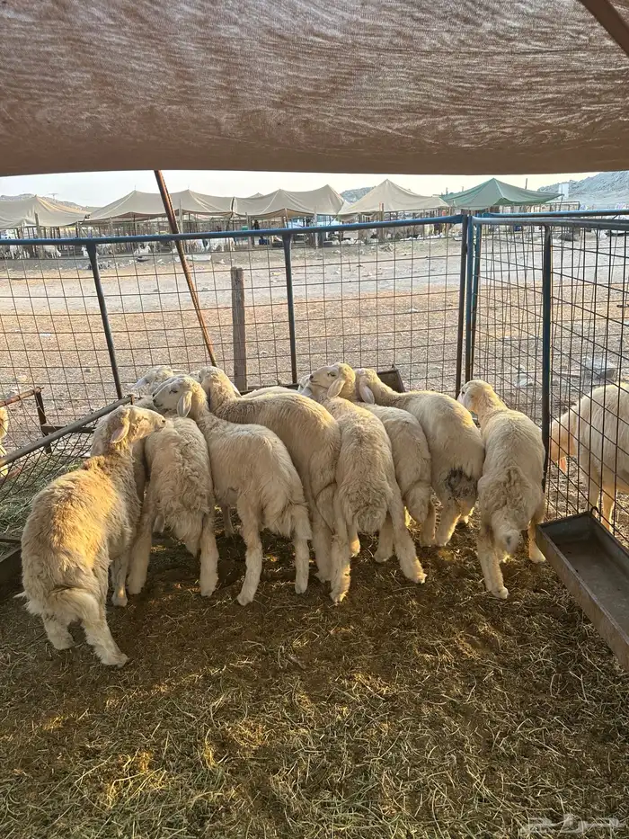 طليان ورخال 2